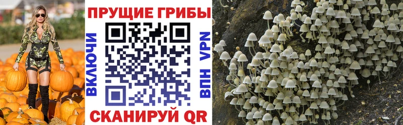 мега   Малая Вишера  Псилоцибиновые грибы мицелий 